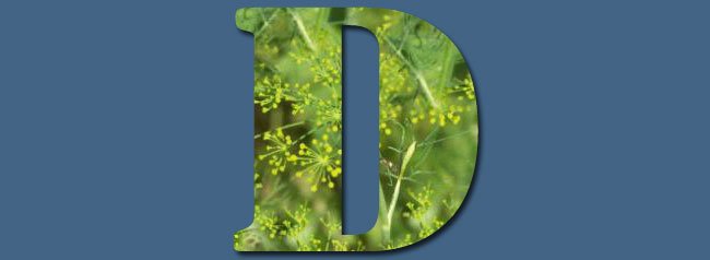 D is for Dill